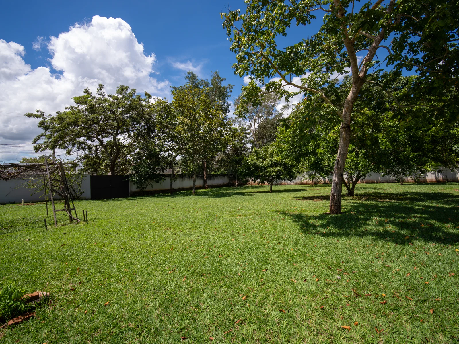 Gramado e árvores do lote